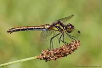 Schwarze Heidelibelle
